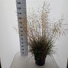Deschampsia cesp. 'Tardiflora' Pot 12 liter 80 - 100 cm