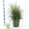 Deschampsia cesp. 'Tardiflora' Pot 6 Liter 60 - 80 cm
