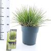 Deschampsia cesp. 'Tardiflora' Pot 6 Liter 60 - 80 cm