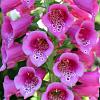 Digitalis purpurea Pot 2 Liter