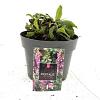Digitalis purpurea Pot 2 Liter