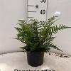 Dryopteris affinis Pot 2 Liter 20 - 30 cm