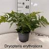 Dryopteris erythrosora Pot 2 Liter 20 - 30 cm