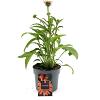 Echinacea Lakota Orange Pot 2 Liter