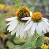 Echinacea p. 'Alba' Pot 2 Liter