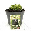 Erigeron karvinskianus Pot 2 Liter
