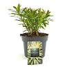 Euphorbia 'Ascot Rainbow' Pot 2 Liter