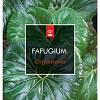 Farfugium japonicum giganteum Pot 5 Liter 