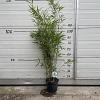 Fargesia robusta 'Campbell' Pot 5 Liter 100 - 125 cm