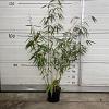 Fargesia robusta 'Wolong' Pot 5 Liter 60 - 80 cm
