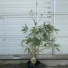 Fargesia robusta 'Wolong' Pot 5 Liter 60 - 80 cm