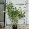 Fargesia robusta 'Wolong' Pot 10 liter 125 - 150 cm