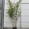 Fargesia robusta 'Wolong' Pot 10 liter 125 - 150 cm