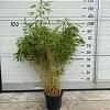 Fargesia rufa Pot 10 liter 125 - 150 cm