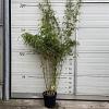 Fargesia rufa Pot 10 liter 125 - 150 cm