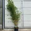 Fargesia 'Winter Joy' Pot 10 liter 125 - 150 cm