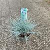 Festuca glauca 'Elijah Blue' Pot 2 Liter 20 - 30 cm
