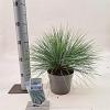Festuca glauca 'Elijah Blue' Pot 2 Liter 20 - 30 cm