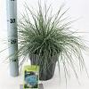 Festuca glauca 'Elijah Blue' Pot 2 Liter 20 - 30 cm