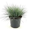Festuca glauca 'Elijah Blue' Pot 2 Liter 20 - 30 cm