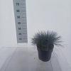 Festuca glauca 'Elijah Blue' Pot 5 liter 25-30cm