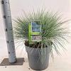 Festuca glauca 'Elijah Blue' Pot 5 liter 25-30cm