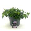 Geranium Rozanne Pot 5 Liter 