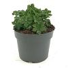 Geranium macr. 'Ingwersen's Var.' Pot 2 Liter