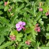 Geranium macr. 'Ingwersen's Var.' Pot 2 Liter