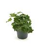 Geranium macr. 'Spessart' Pot 2 Liter