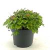 Geranium macr. 'Spessart' Pot 5 Liter 