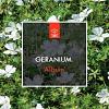 Geranium sang. 'Album' Pot 2 Liter