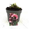 Geum Tempo Rose Pot 2 Liter