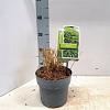 Hakonechloa macra Pot 2 Liter 20 - 30 cm