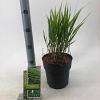 Hakonechloa macra Pot 2 Liter 20 - 30 cm