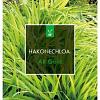 Hakonechloa macra 'All Gold' Pot 2 Liter