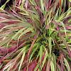 Hakonechloa macra 'Beni-kaze' Pot 2 Liter