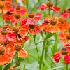 Helenium 'Moerheim Beauty' Pot 5 Liter 