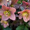 Helleborus orientalis Pot 2 Liter