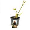 Hemerocallis 'Mini Pearl' Pot 2 Liter