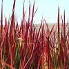 Imperata cylindrica 'Red Baron' Pot 2 Liter