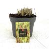 Imperata cylindrica 'Red Baron' Pot 2 Liter