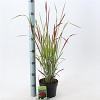 Imperata cylindrica 'Red Baron' Pot 2 Liter 20 - 30 cm