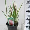Imperata cylindrica 'Red Baron' Pot 2 Liter 20 - 30 cm