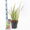Imperata cylindrica 'Red Baron' Pot 2 Liter 20 - 30 cm
