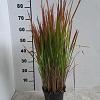 Imperata cylindrica 'Red Baron' Pot 3 Liter 20 - 30 cm