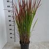 Imperata cylindrica 'Red Baron' Pot 3 Liter 20 - 30 cm