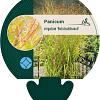 Panicum virgatum 'Rotstrahlbusch' Pot 9 cm