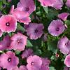 Lavatera 'Burgundy Wine' Pot 3 Liter 20 - 30 cm