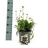 Leucanthemum (S) 'Madonna' Pot 2 Liter